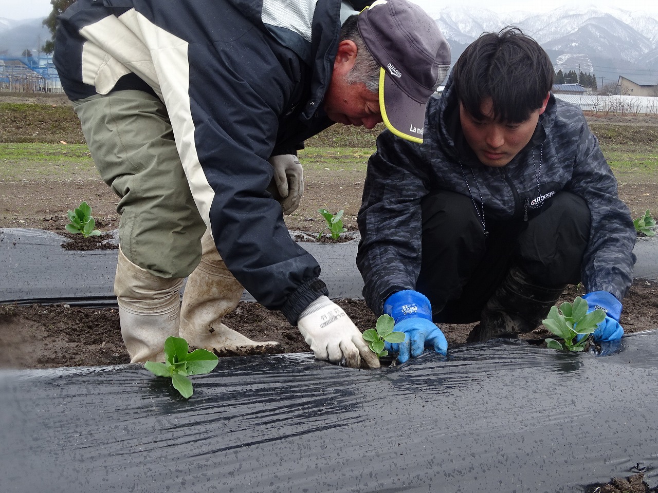 先生に定植の方法を聞いている研修生（定植専用の道具を使用したあとの苗に優しく土をかけている）